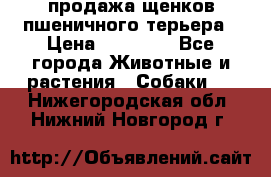 продажа щенков пшеничного терьера › Цена ­ 35 000 - Все города Животные и растения » Собаки   . Нижегородская обл.,Нижний Новгород г.